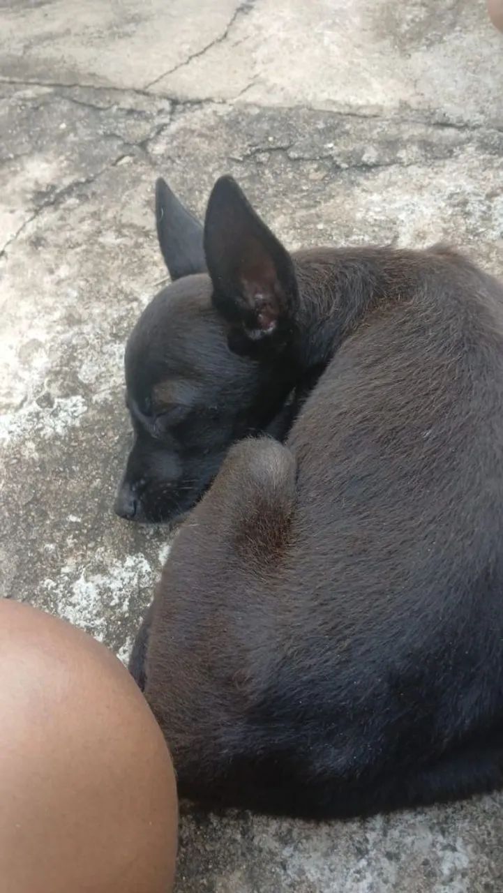 Para adoção ou lar temporário urgente - Foto 5