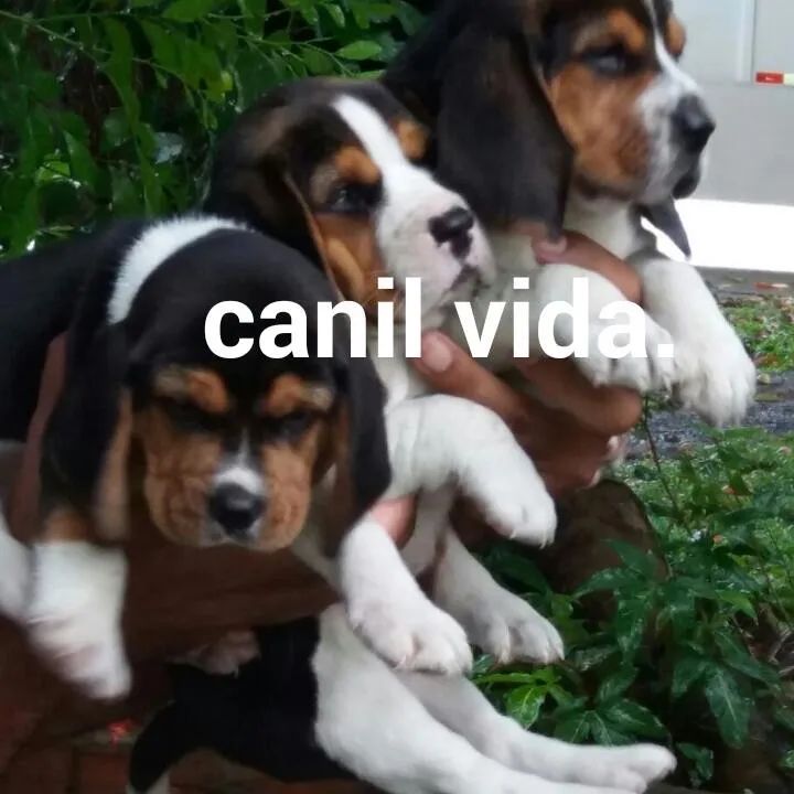 Beagle 13 polegadas com pedigree disponíveis para venda  - Foto 2