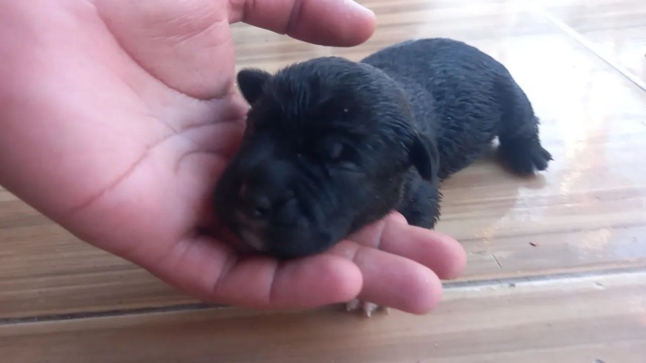 Pit bull - Foto 2