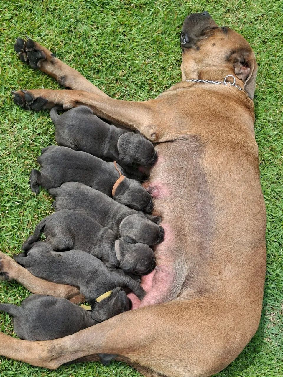 Filhotes de cane-corso com pedigree - Foto 2