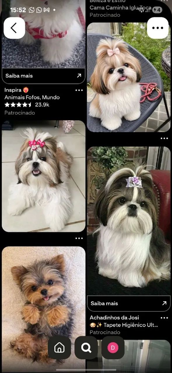 Cachorro  - Foto 2