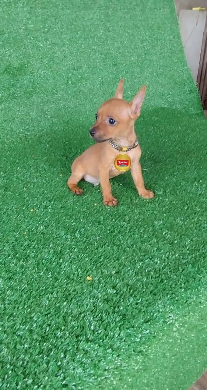 Pinscher presentear quem vc ama 