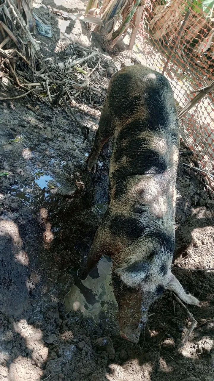Porco