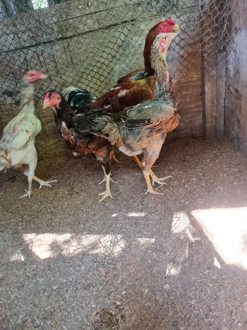Galo é galinha índio gigante  - Foto 3