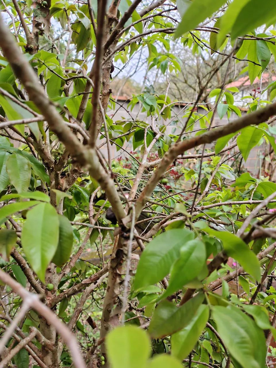 Jaboticabeira  - Foto 2
