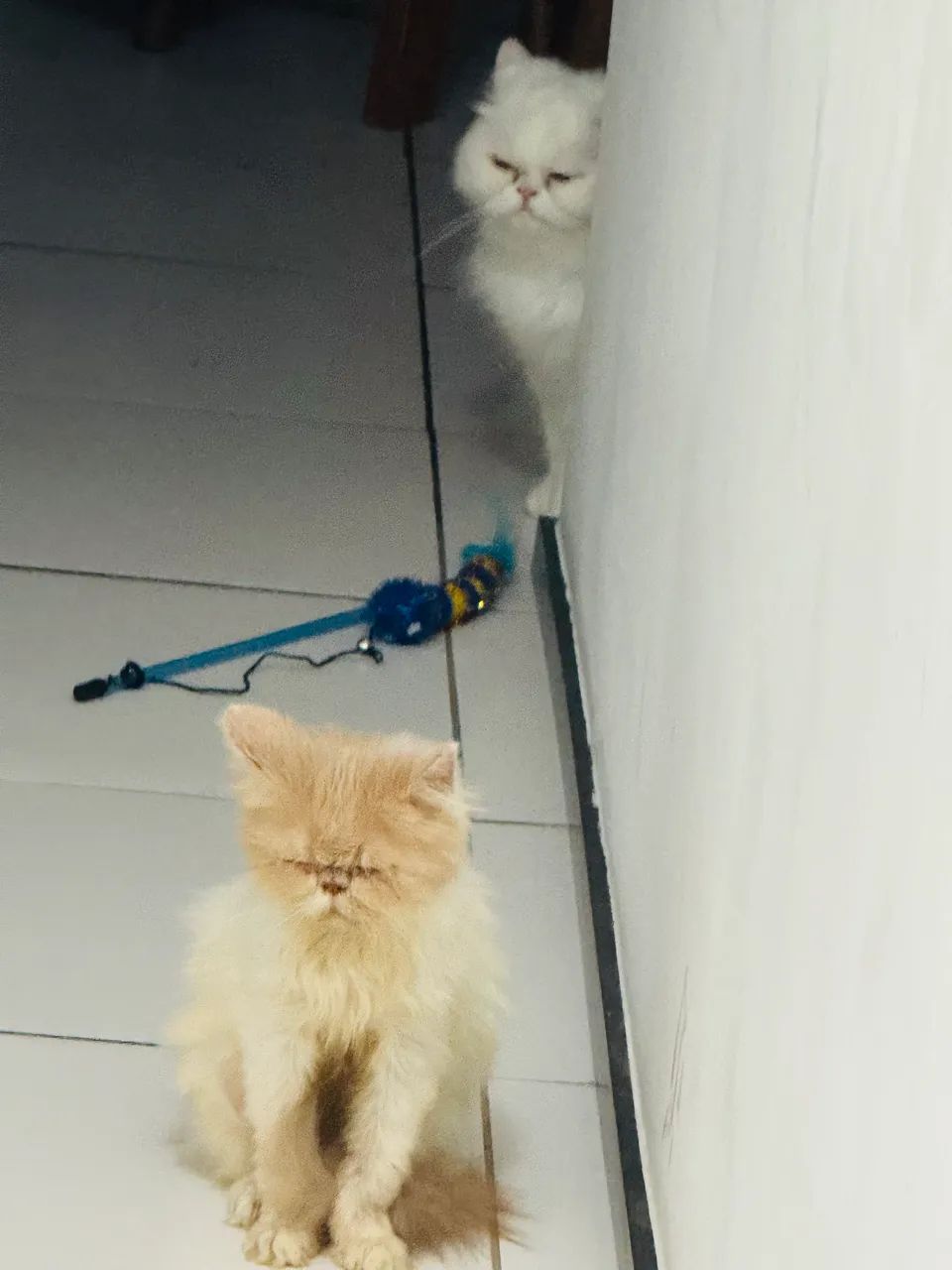 Pets - Foto 2