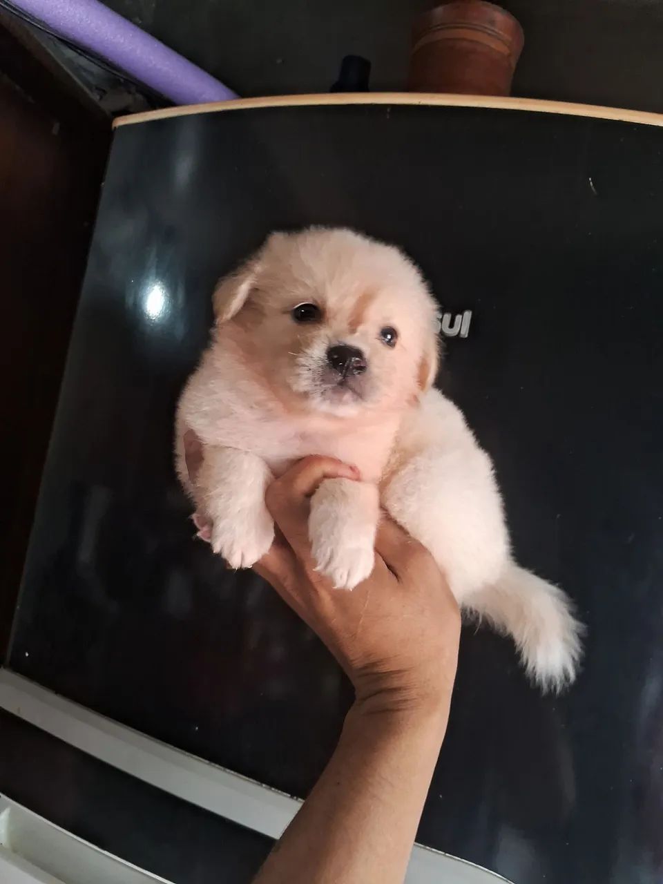 Femea de poodle mini toy 