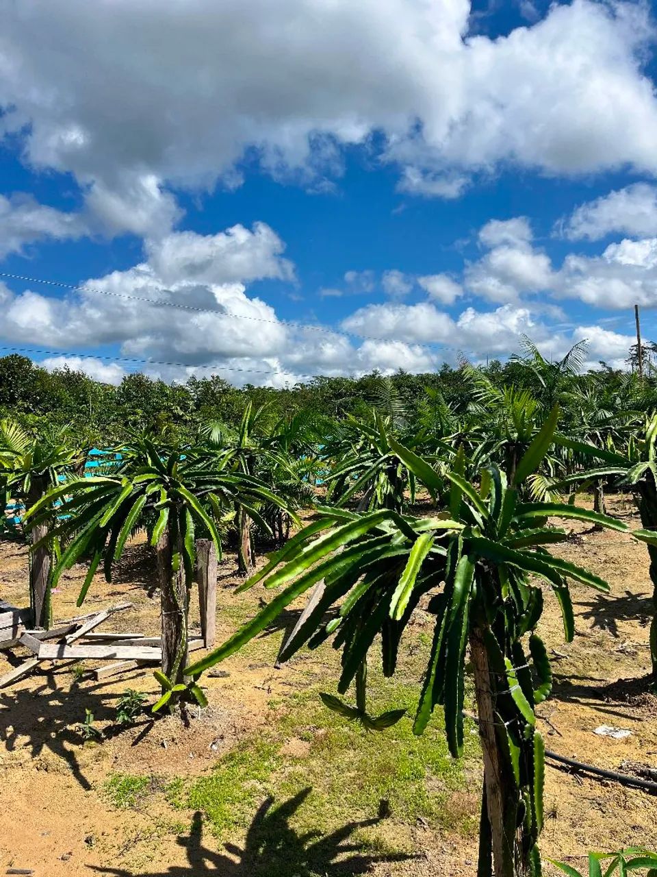 Sítio JC no paraíso verde
