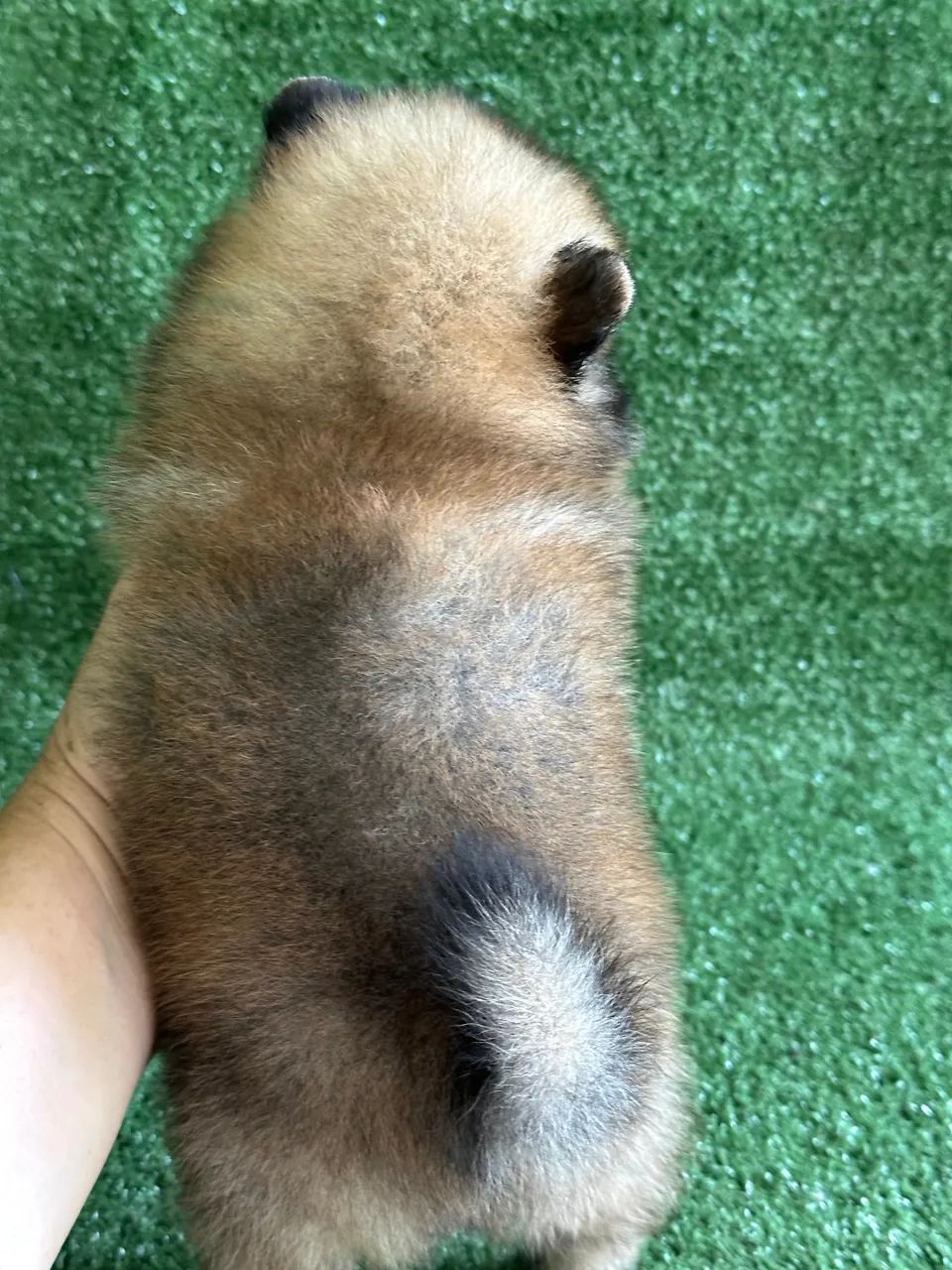 Spitz alemão anão  - Foto 5