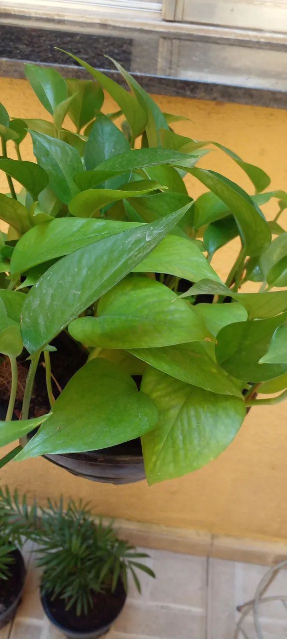 Vasos com plantas de sombra - Foto 3