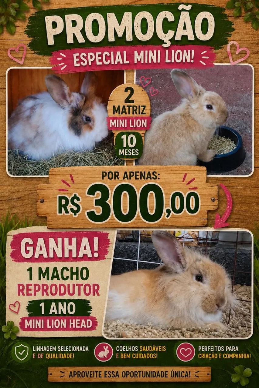 Coelhos mini Lion mini Lop  - Foto 2