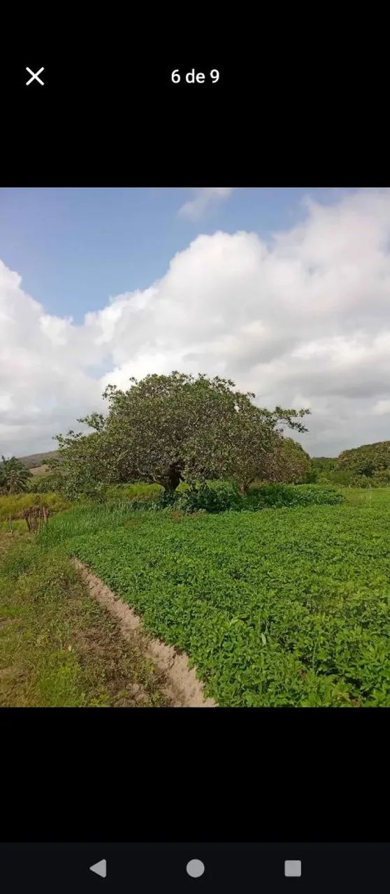 Sítio de irrigação  - Foto 2