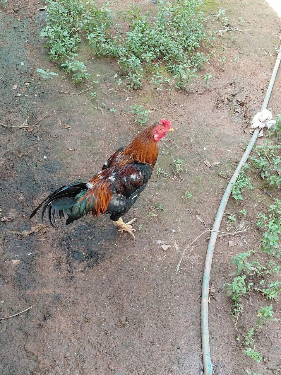 Vender  galo ?  - Foto 2