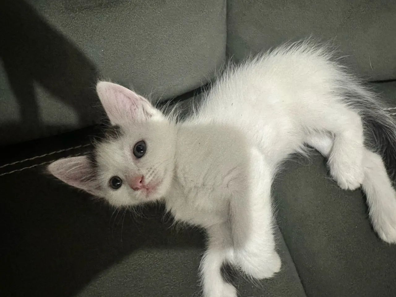 Doação de gatos 