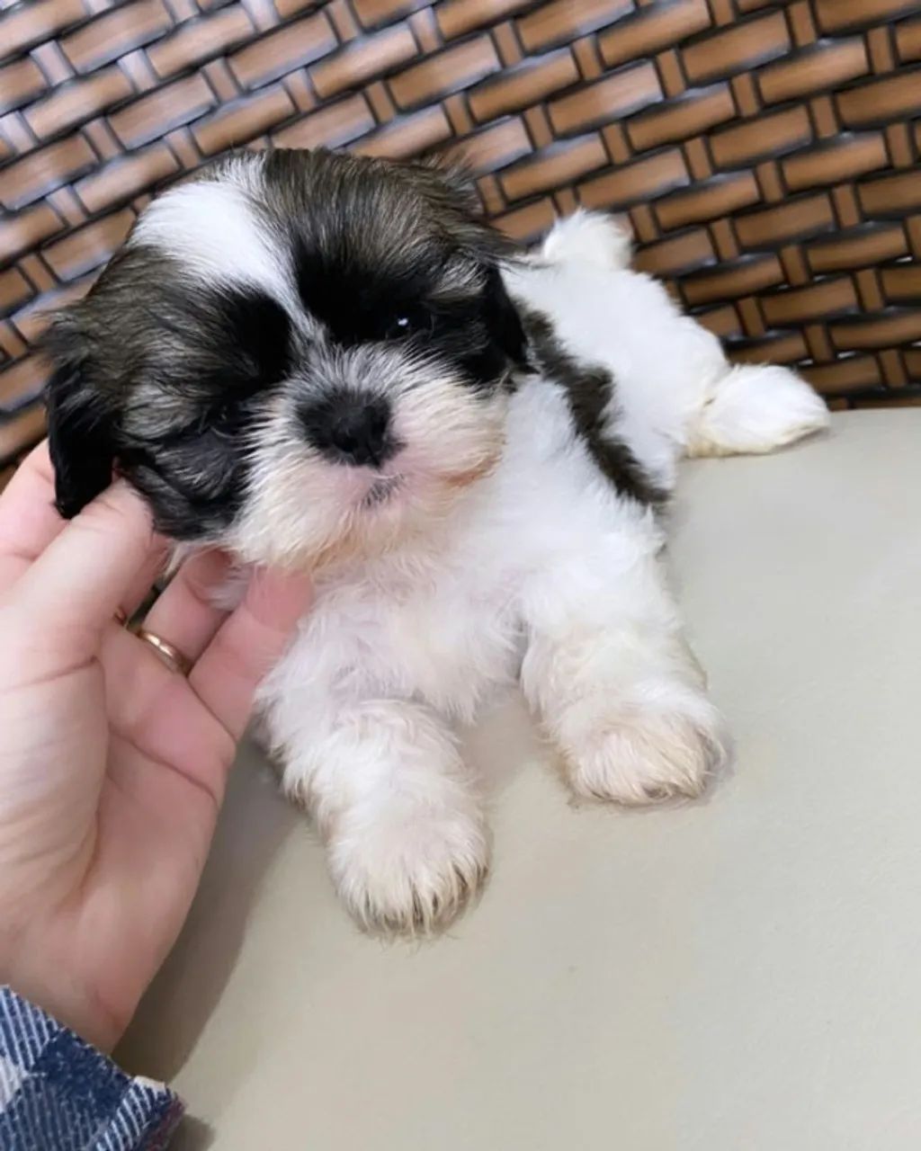 Cachorro disponível  - Foto 4