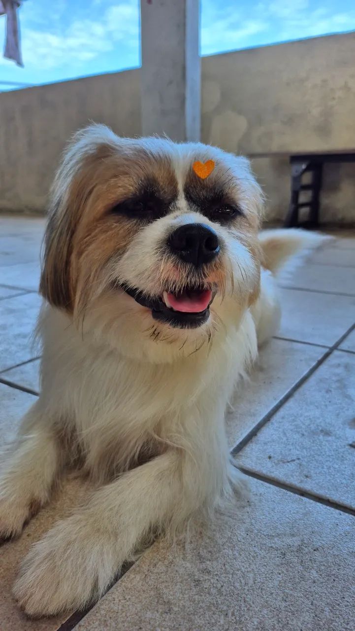 Cachorro para adoção  - Foto 3