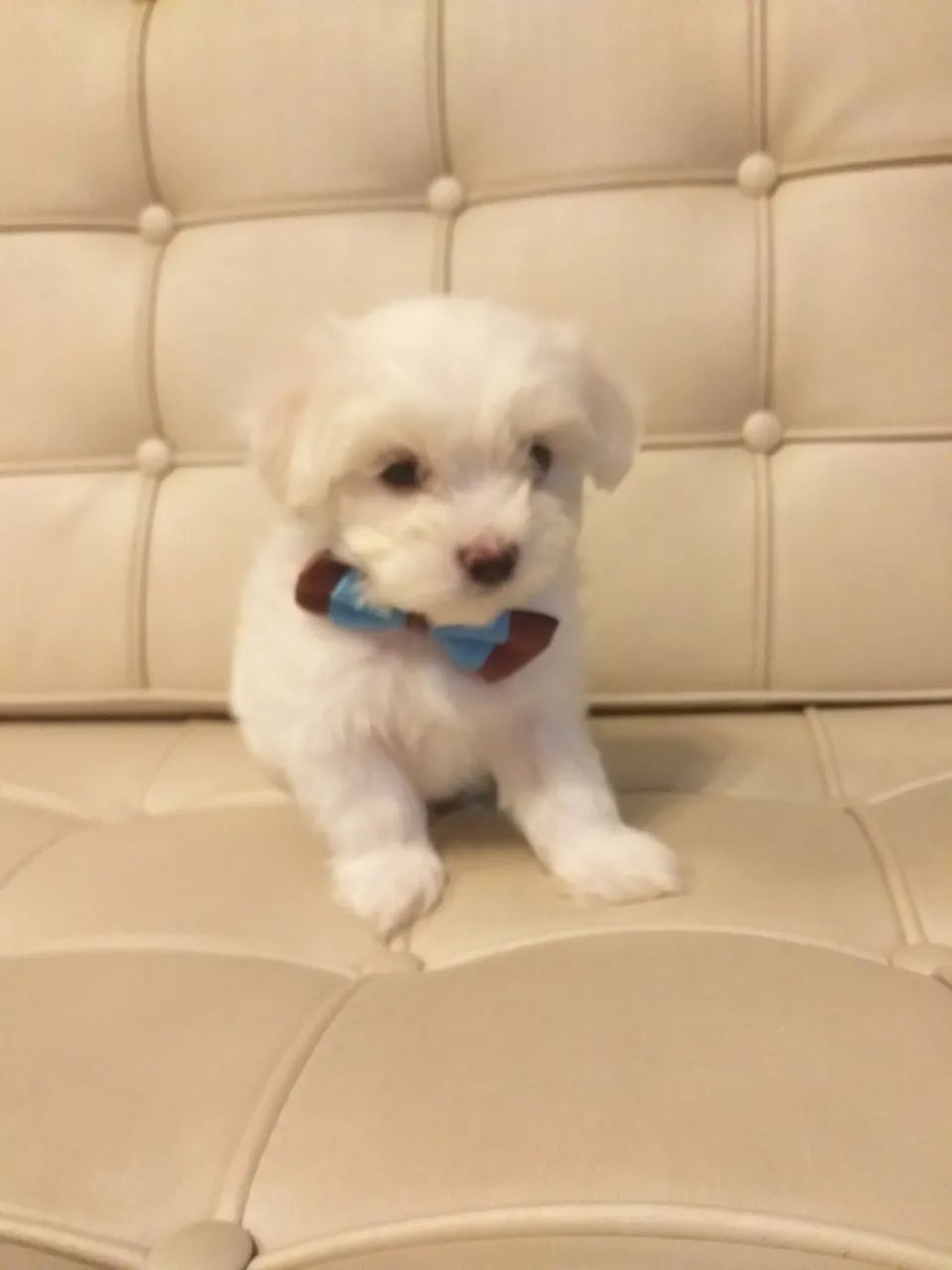 Maltês com pedigree  - Foto 5
