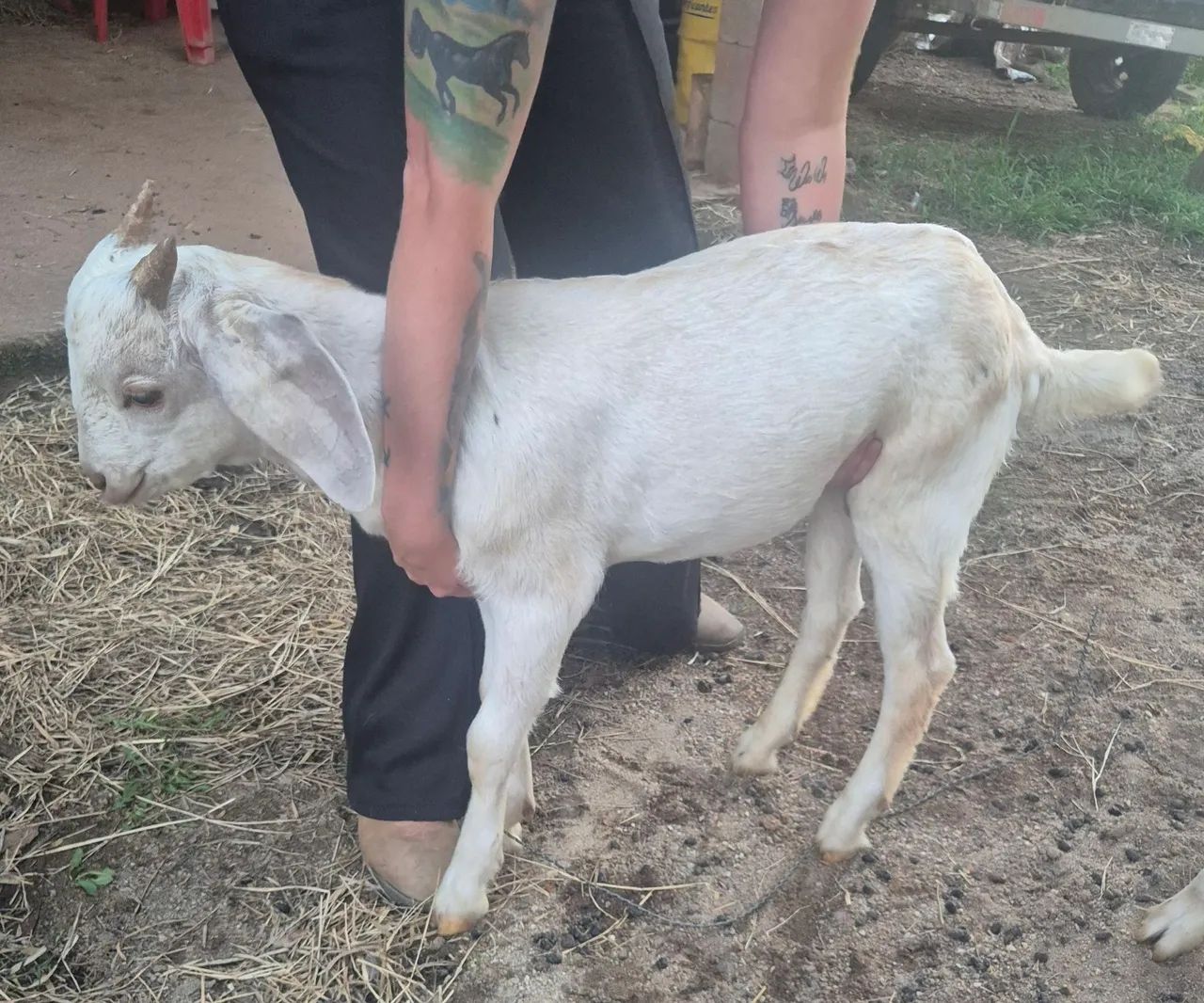 Bodes adulto e filhote  - Foto 4