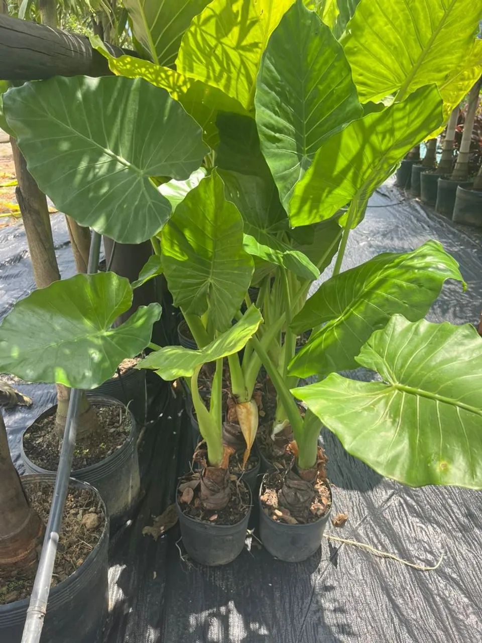 Orelha de Elefante - Foto 2