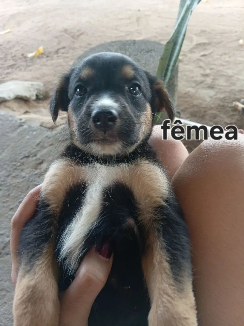 Doação de cachorros - Foto 3