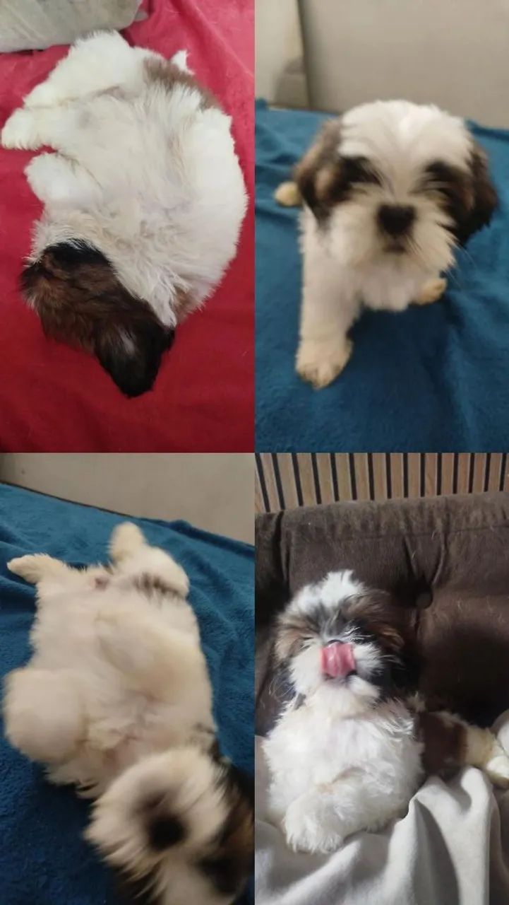 Cachorro da raça shih Tzu 