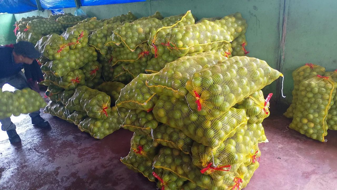 laranja regional saca
