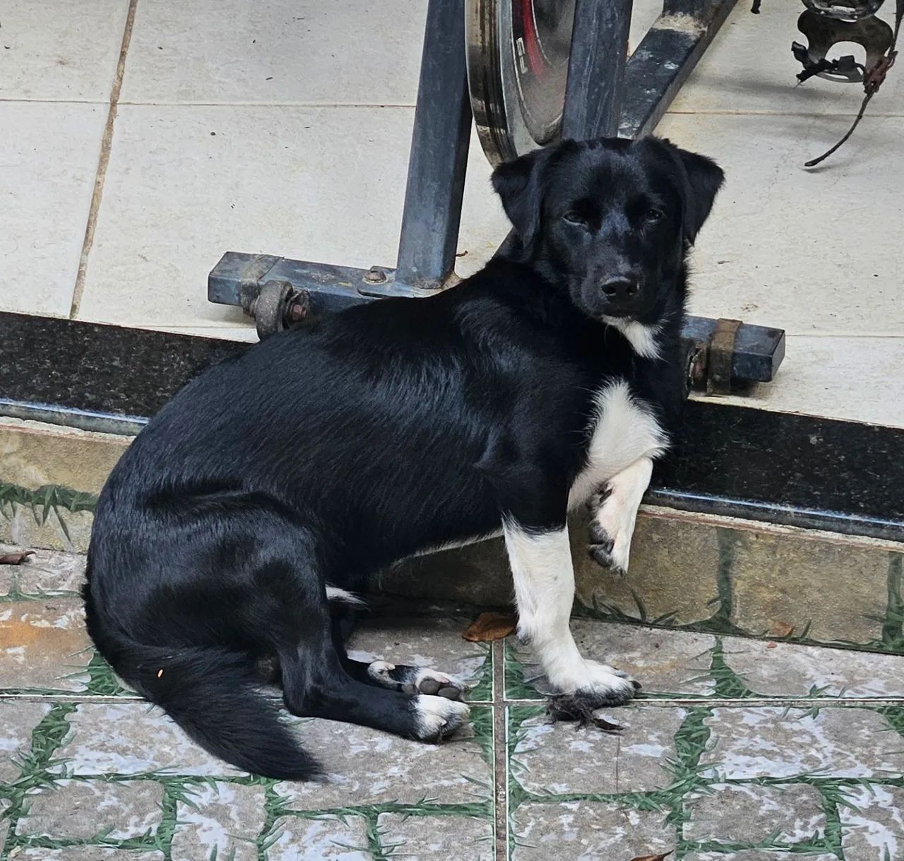 Adoção Responsável! - Foto 2