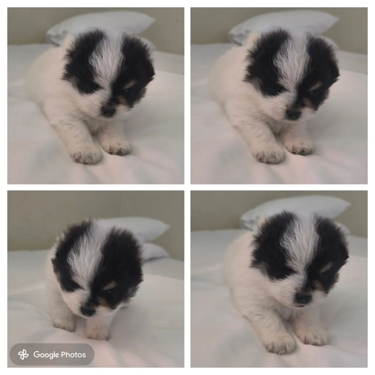 Cachorro - Foto 3