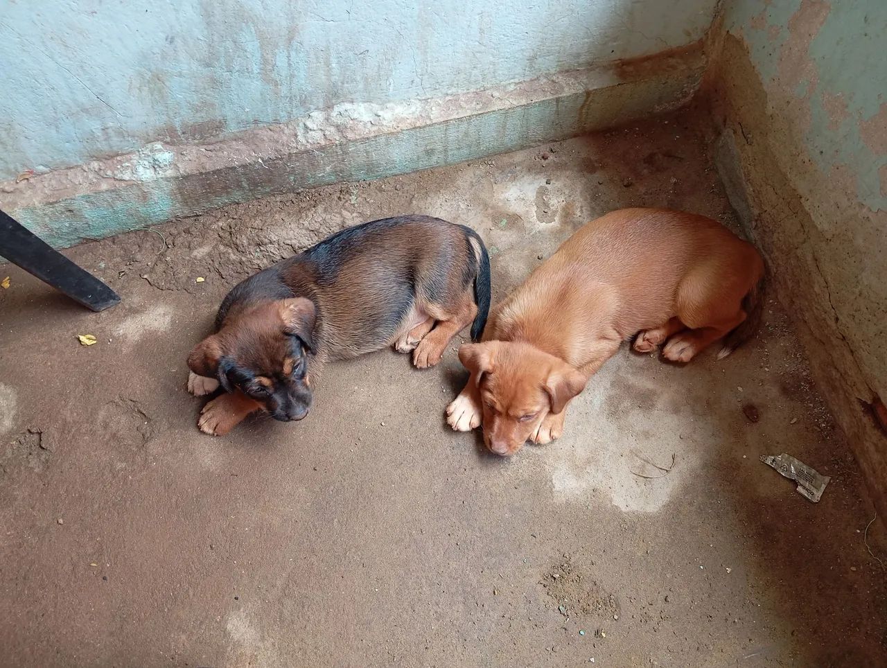 Cachorro filhote pra doação  - Foto 2
