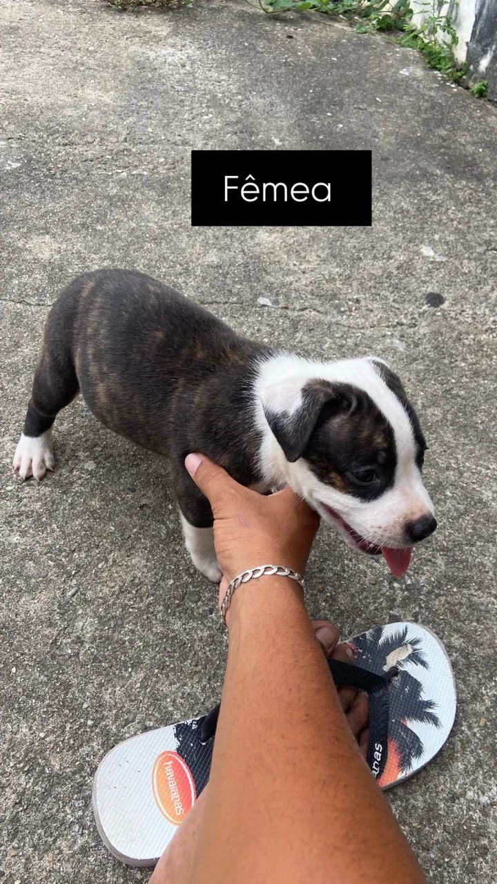 Filhote de pitbull  - Foto 3
