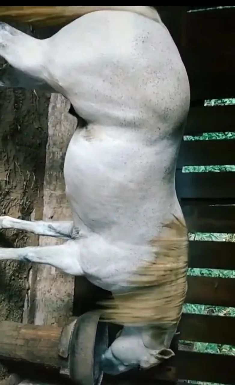 Cavalo  - Foto 4
