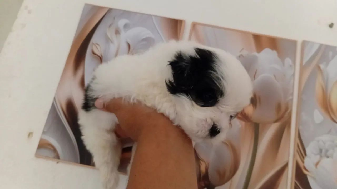 Meu pet  - Foto 3