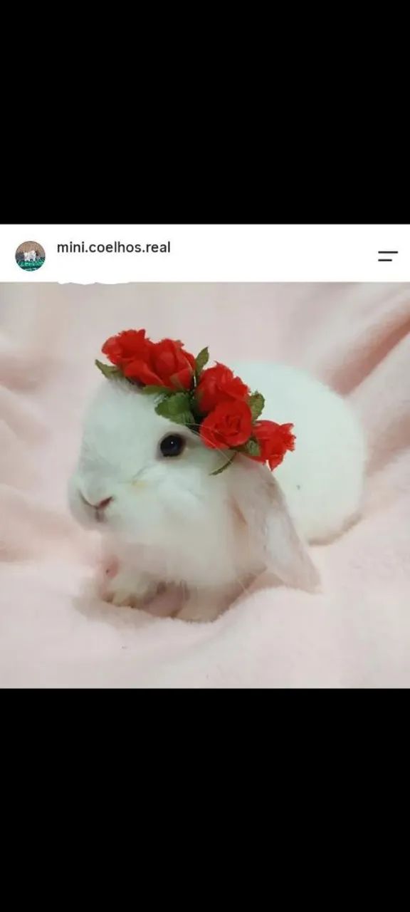 Mini coelhos 