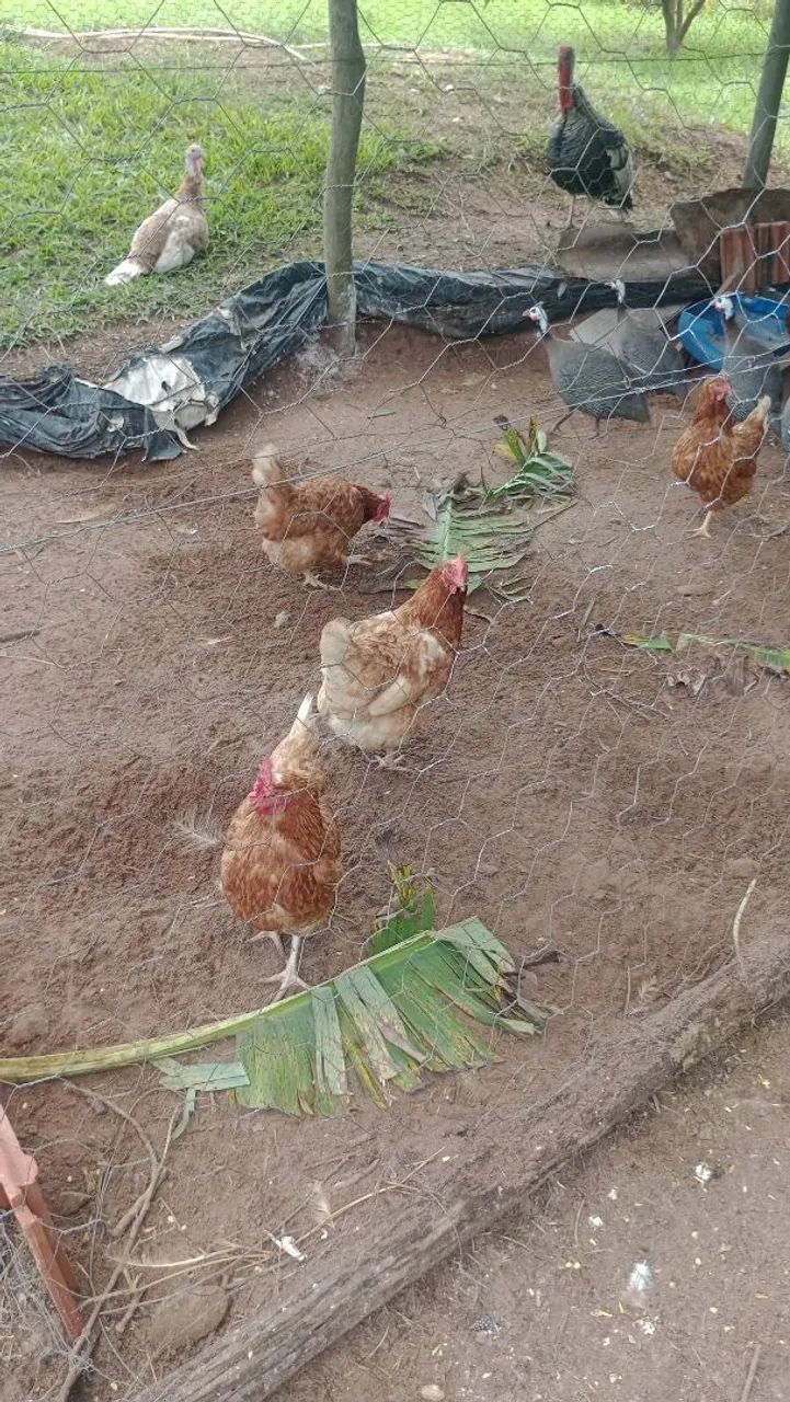 Galinhas caipiras frango caipiras vivos e abatidos 