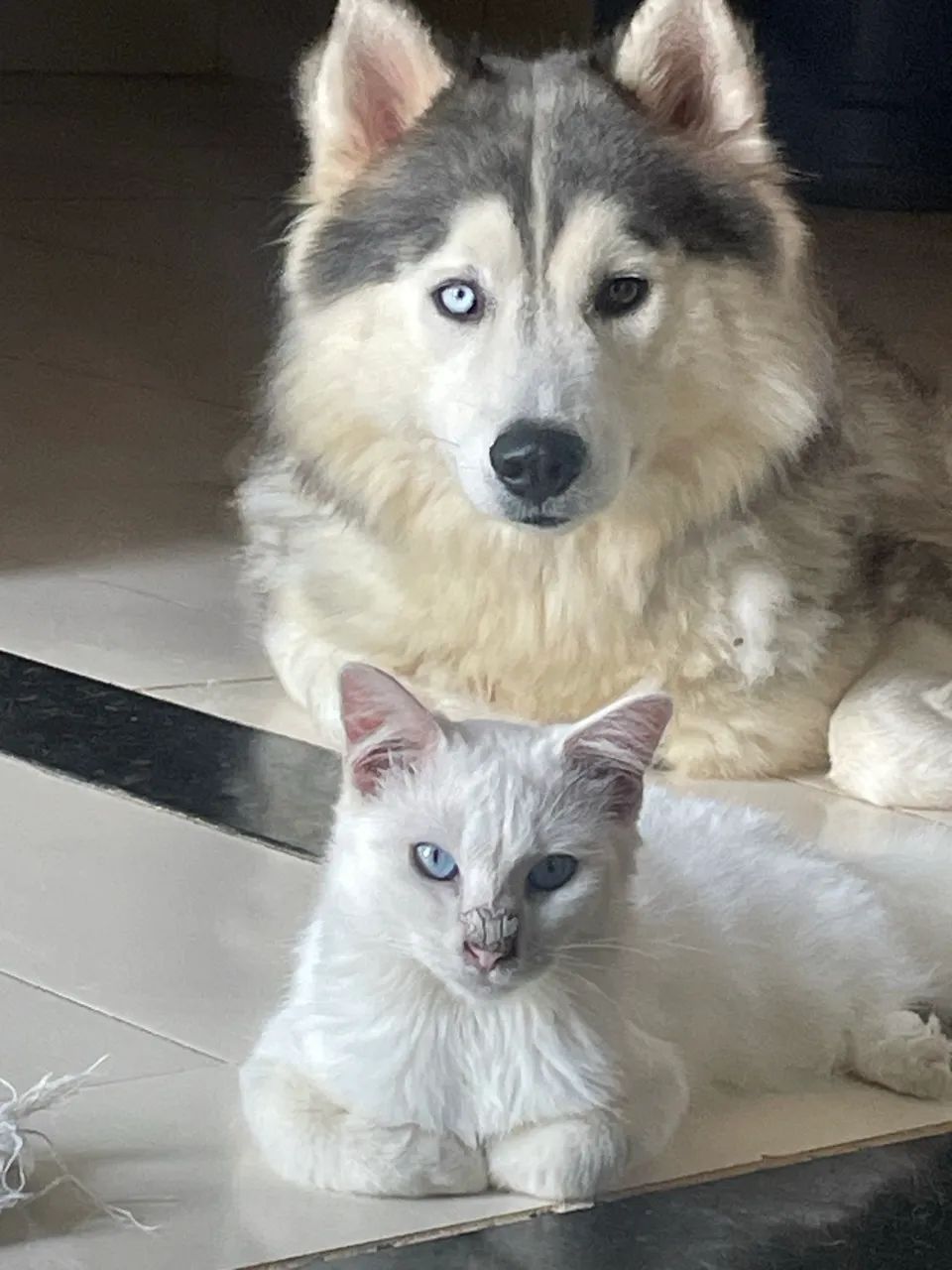 Husky siberiano  - Foto 2