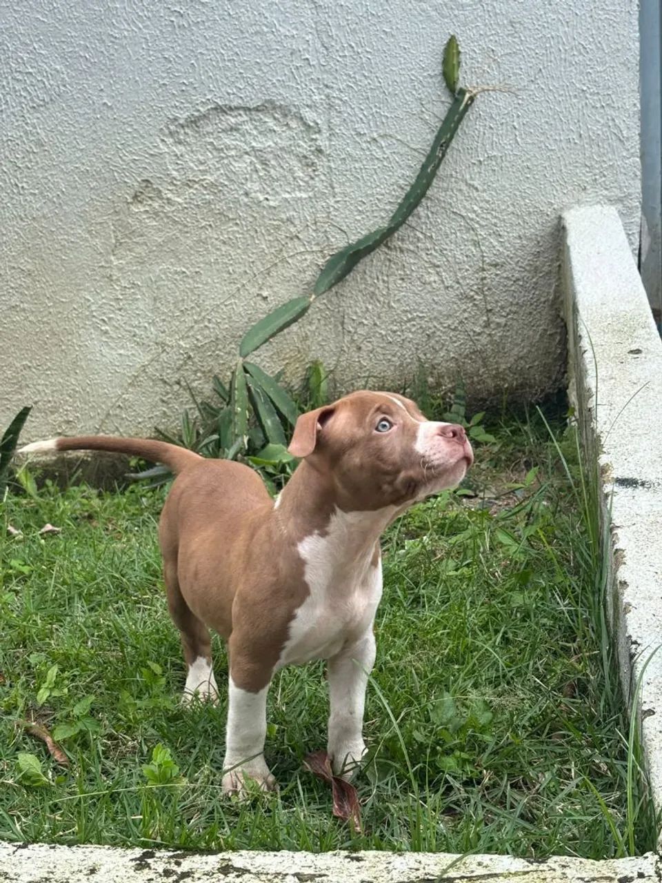 PITMONSTER, PITBULL - Foto 4