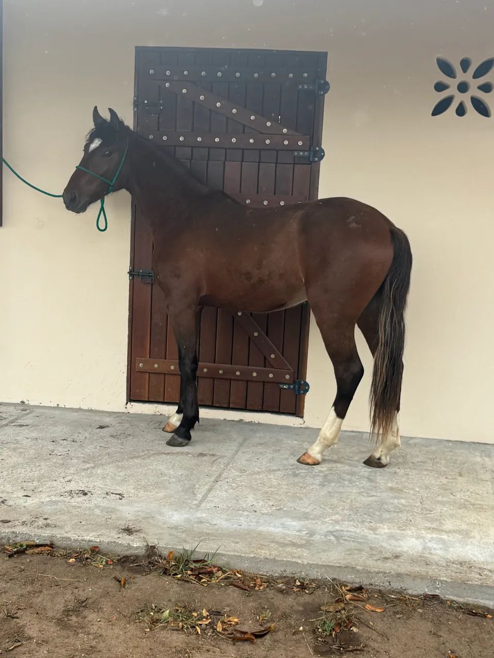 Potro Castanho Mangalarga Marchador 2 Anos - Em Fase de Doma - Foto 2