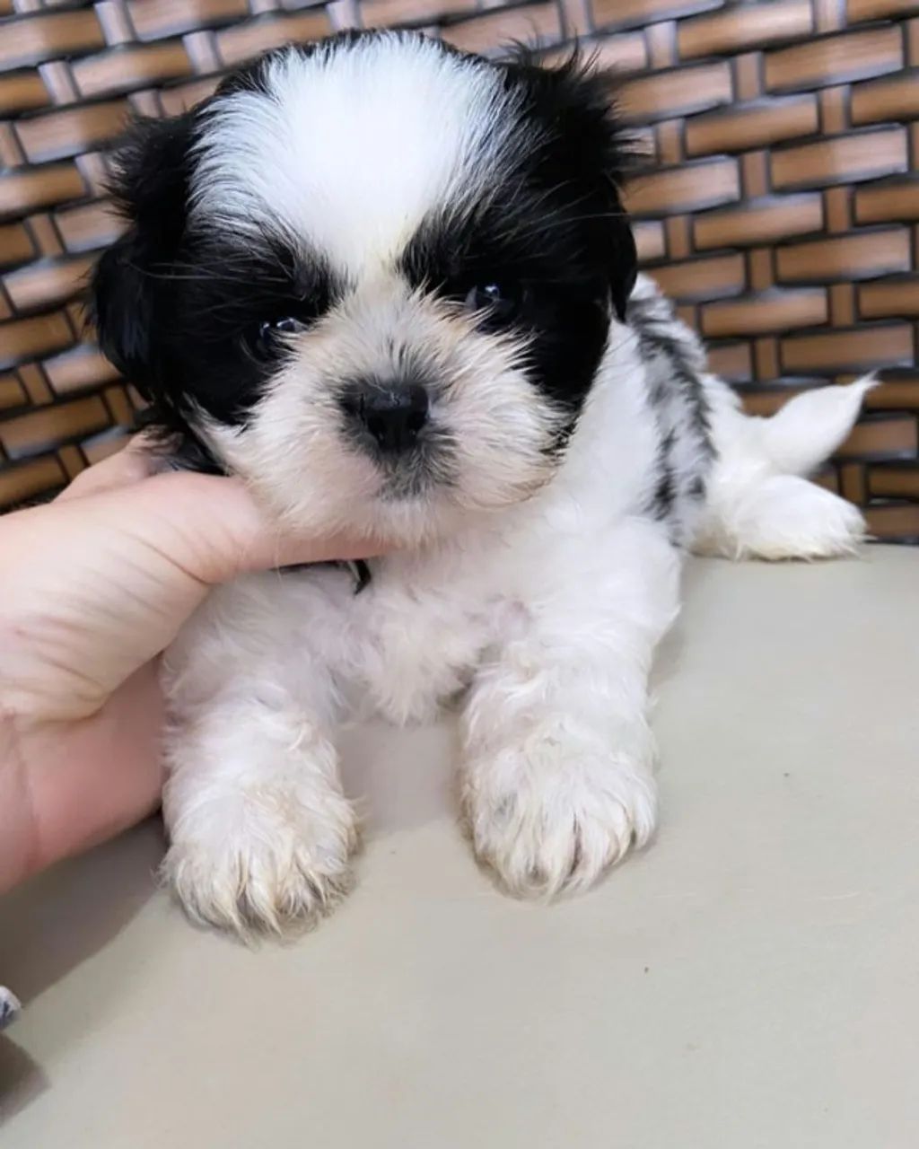 Cachorro disponível  - Foto 2
