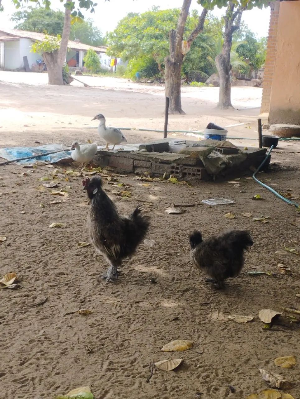 Agro - Foto 3