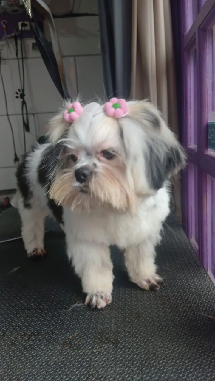 Femea Shitzu 6 meses - Foto 5