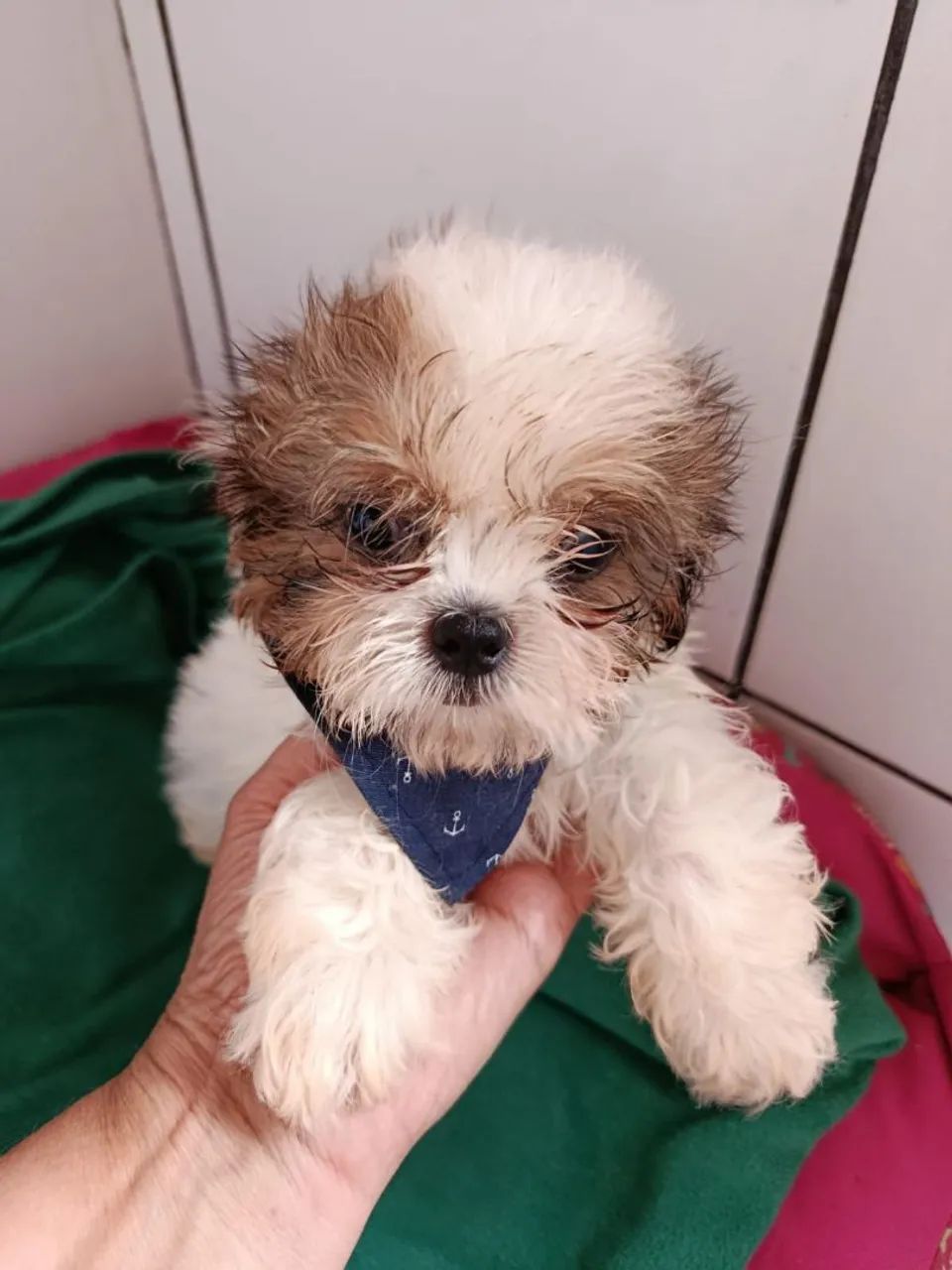 Filhote shih tzu, Um filhote para chamar de seu! Escolha o seu hoje!