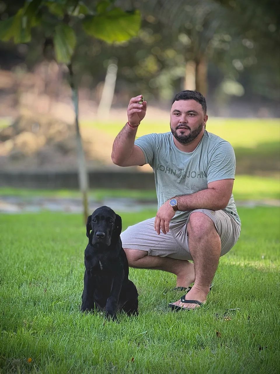 Cane Corso italiano  - Foto 4