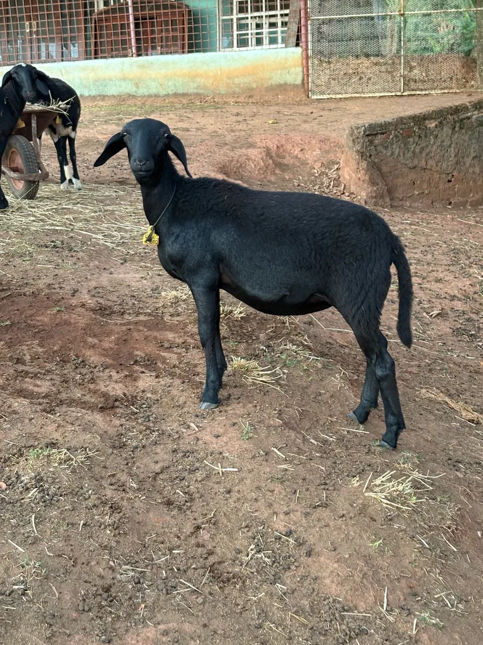 Ovelhas  - Foto 4