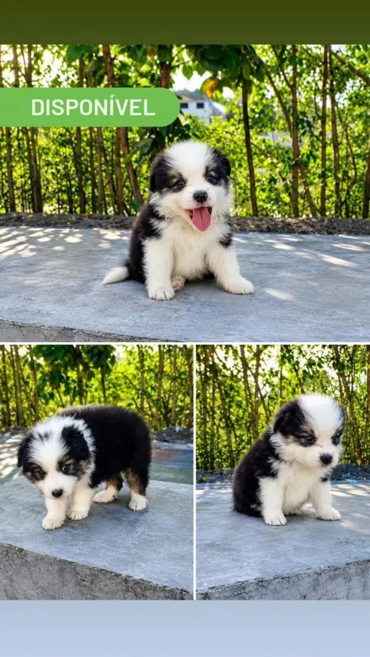 FILHOTES DE BORDER COLLIE  - Foto 2