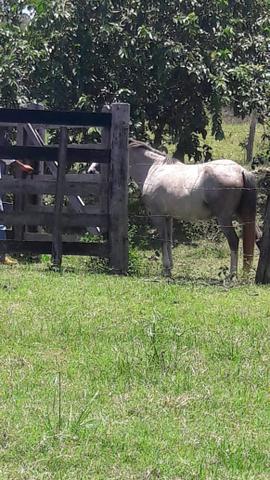 Sítio Município de Goiás Velho - Foto 12
