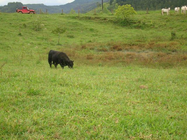 Linda fazenda porteira fechada - Foto 7