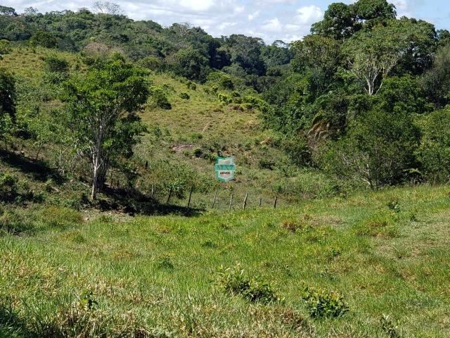 Ilhéus. Fazenda com 368 Hectares cultivo de cacau e gado - Foto 18