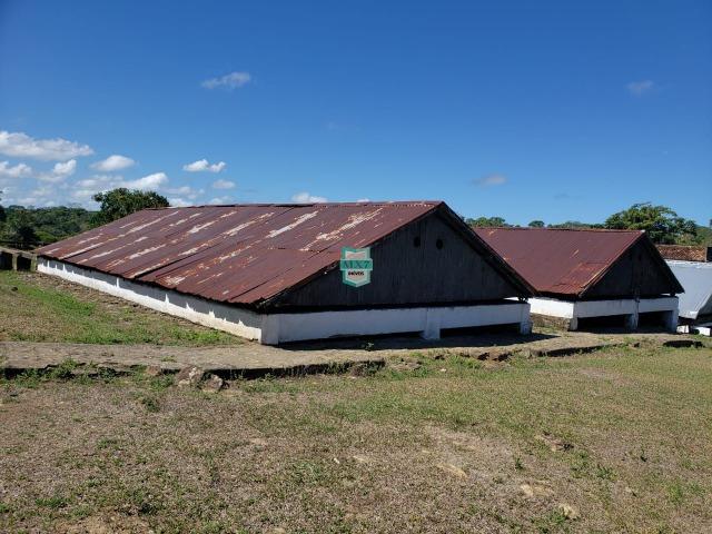 Ilhéus. Fazenda com 368 Hectares cultivo de cacau e gado - Foto 10