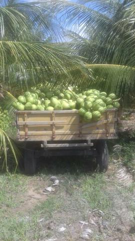 Coco - Foto 6