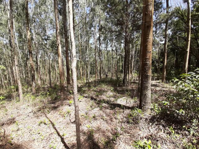 Chácara de 5.3 Alqueires com Pínus e Eucalipto . Guairacá- Guarapuava PR - Foto 12
